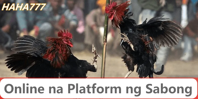 haha777 cockfight
